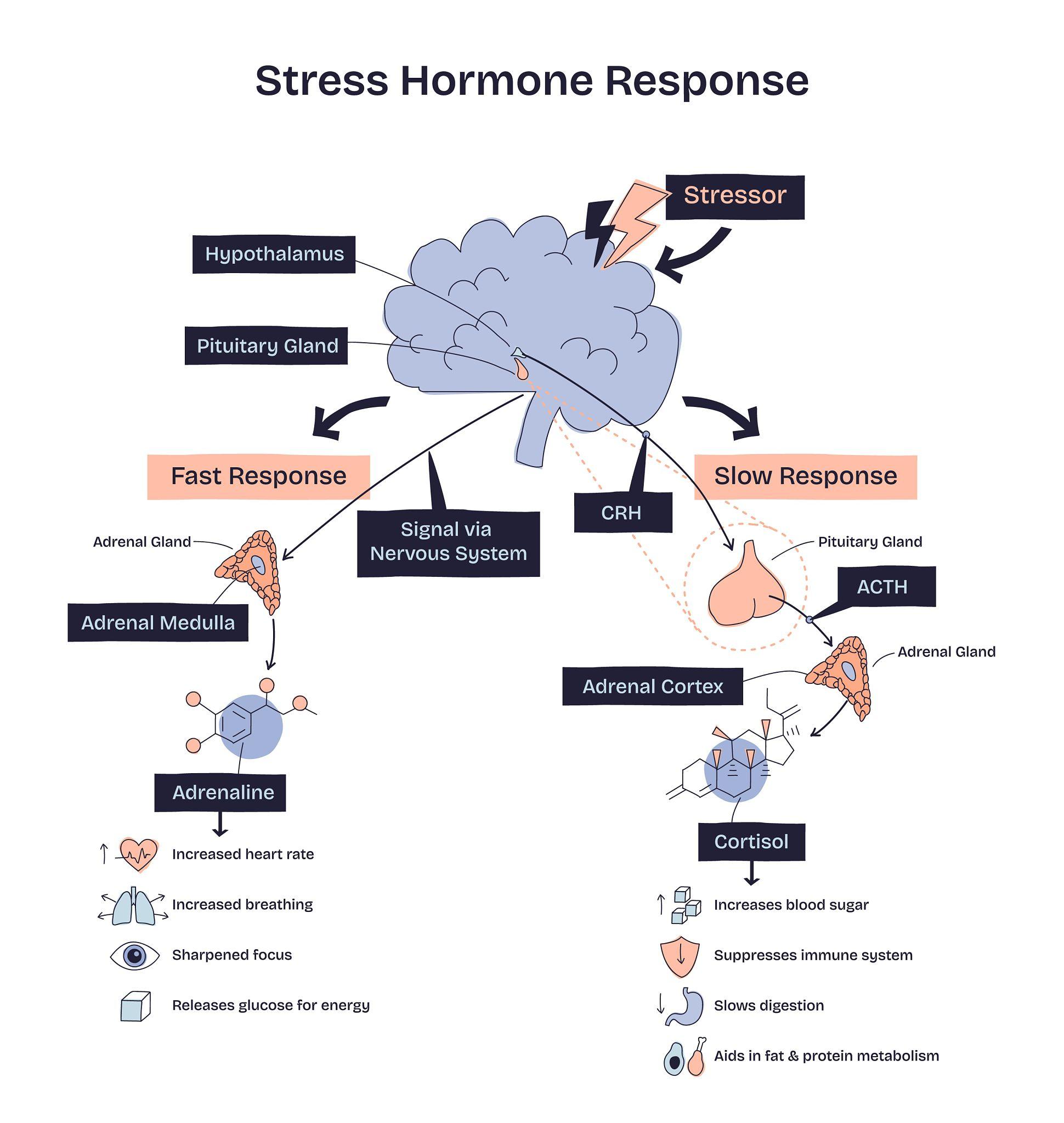 Hormonal Imbalances and Panic Attacks