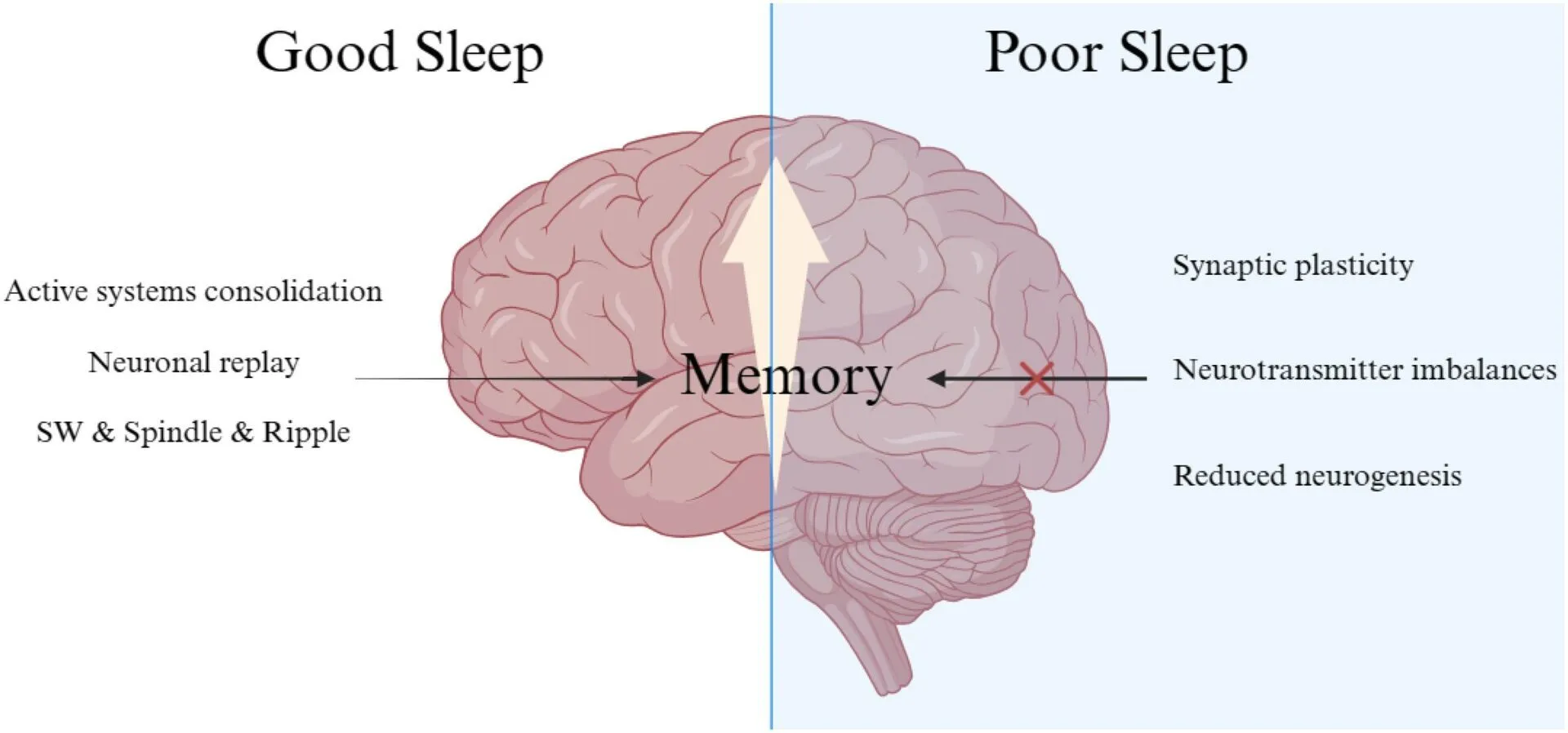 Effects of Sleep Deprivation
